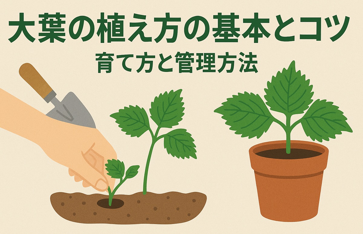 大葉の植え方の基本とコツ！家庭菜園で失敗しない育て方と管理方法