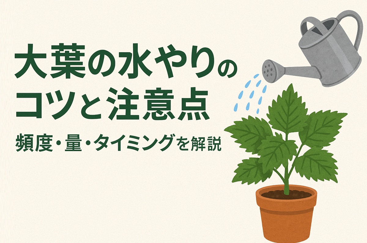大葉の水やりのコツと注意点！頻度・量・タイミングを初心者向けに解説