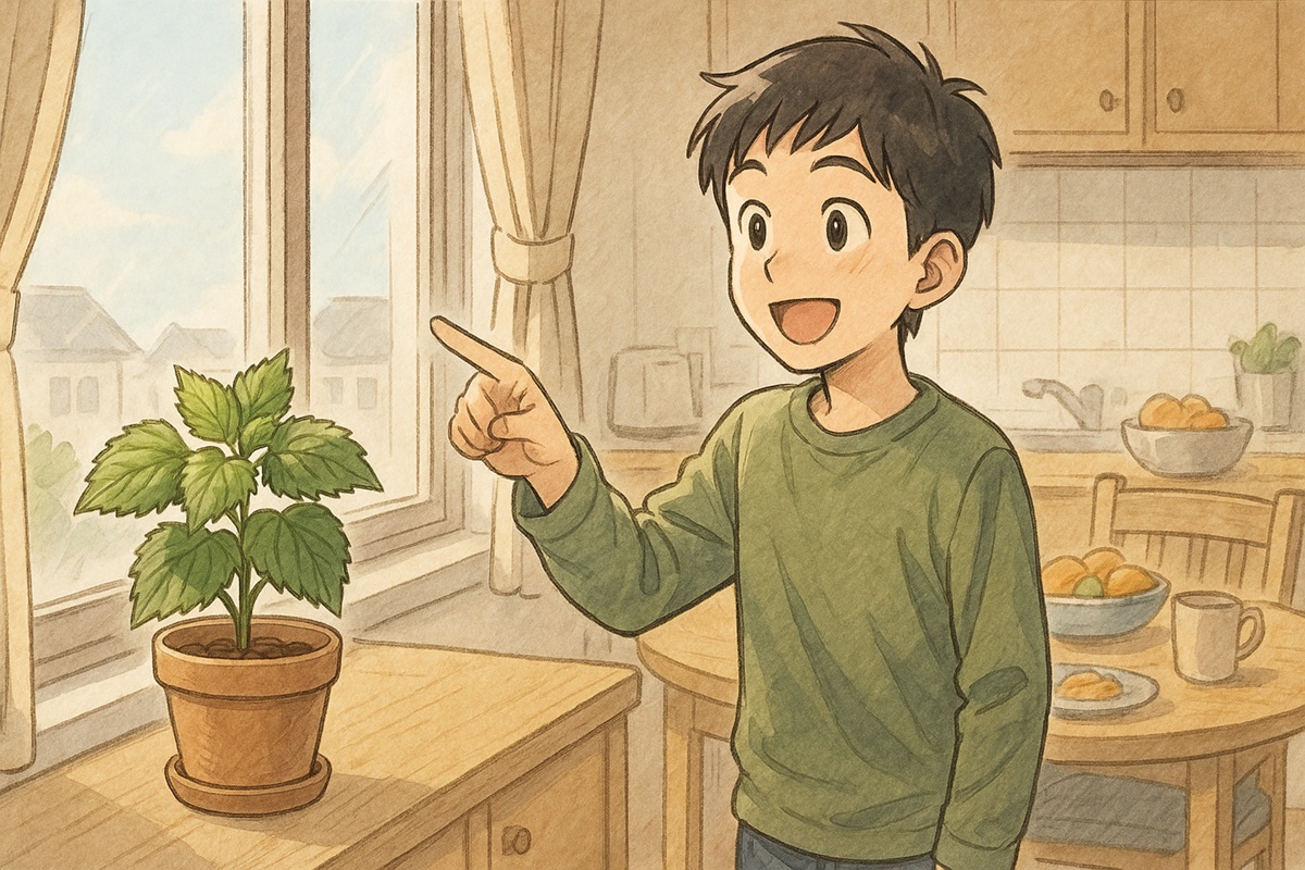 大葉を育てるためにはどこに置くのが正解？