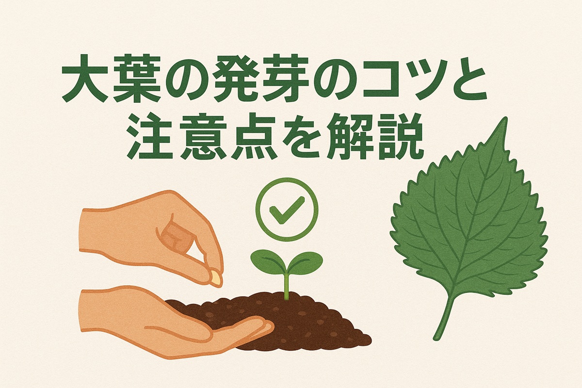 大葉の発芽のコツと注意点を解説！初心者が失敗しない序盤の育て方