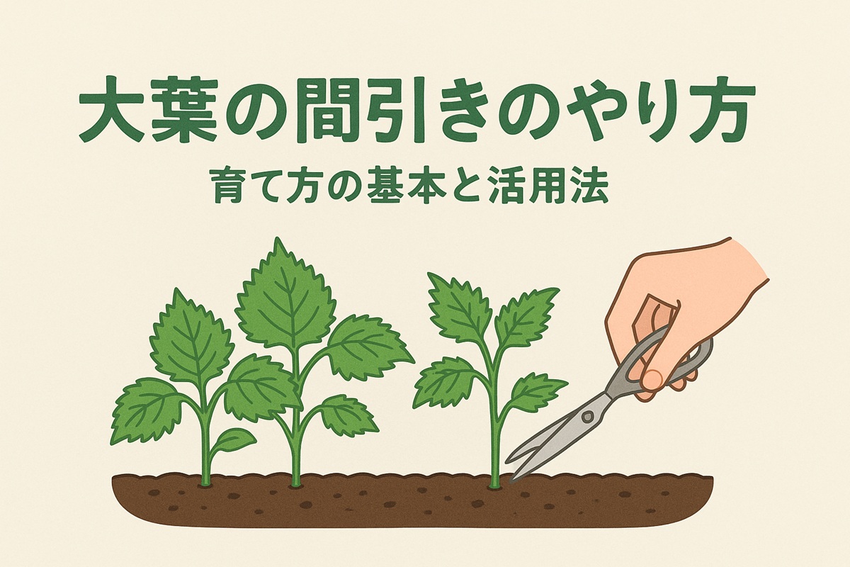 大葉の間引きのやり方徹底解説！間隔や摘み方、育て方の基本と活用法