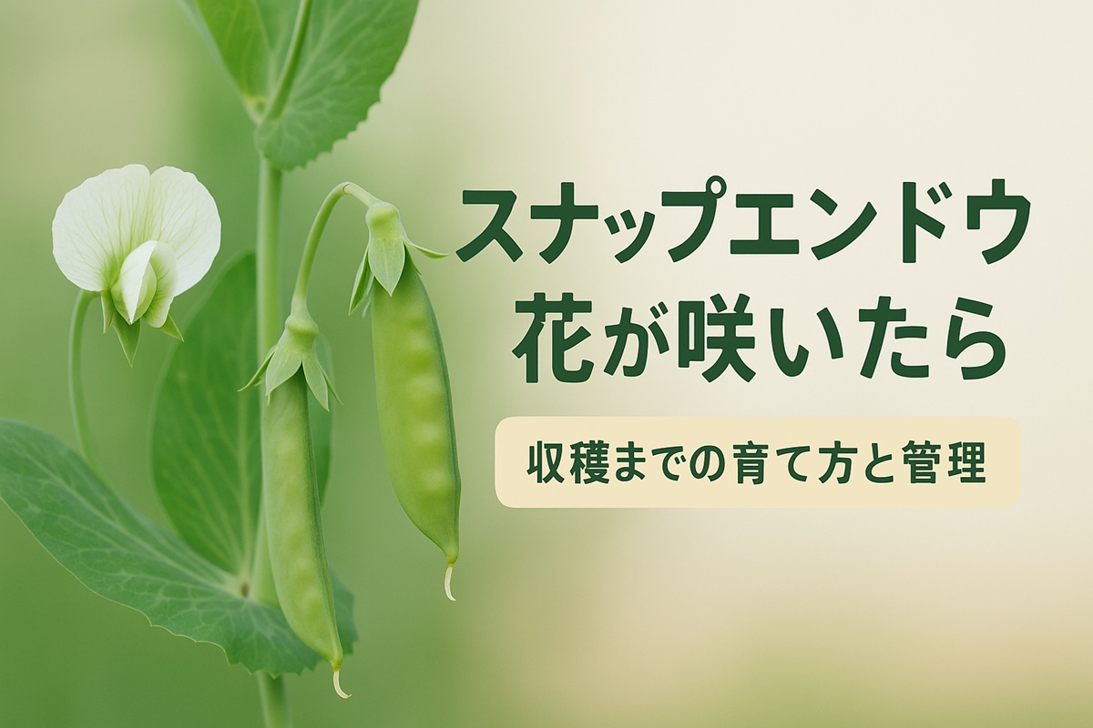 スナップエンドウの花が咲いたらどうする？収穫までの育て方と管理ポイント