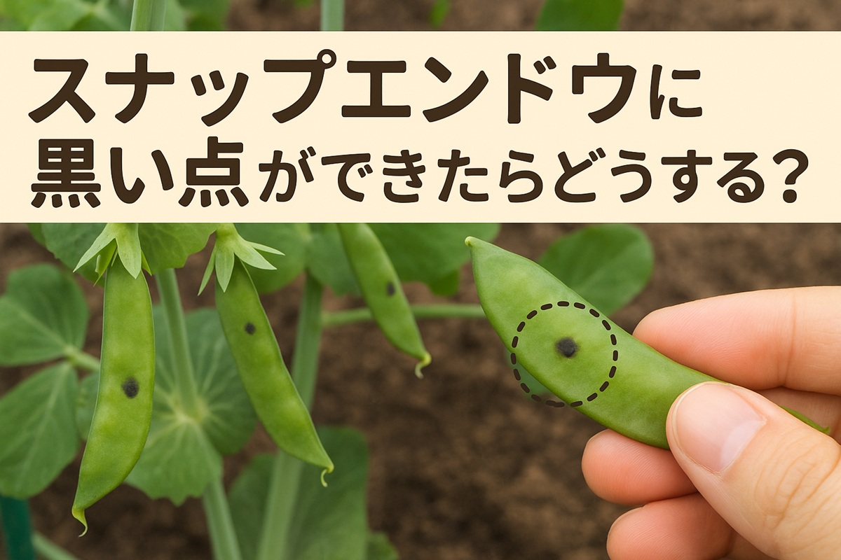 スナップエンドウの黒い点は病気？食べられるか判断基準を解説