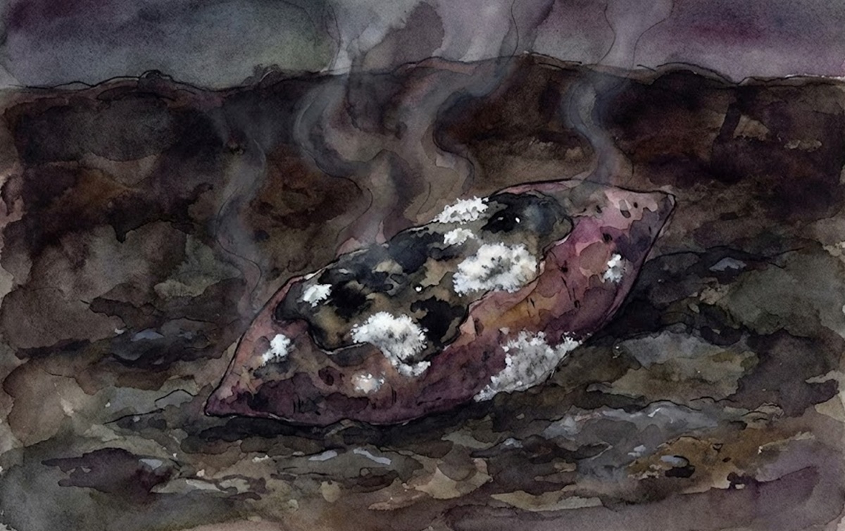 さつまいもの根腐れやカビの症状と臭い