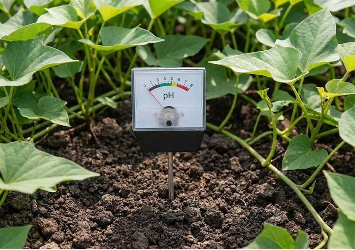 さつまいもに石灰は不要？酸性土壌を好む性質