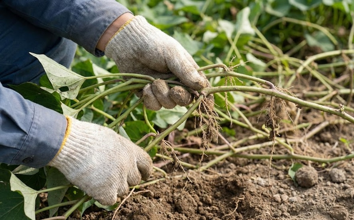 さつまいもは放置でも育つは本当か？つる返しの罠