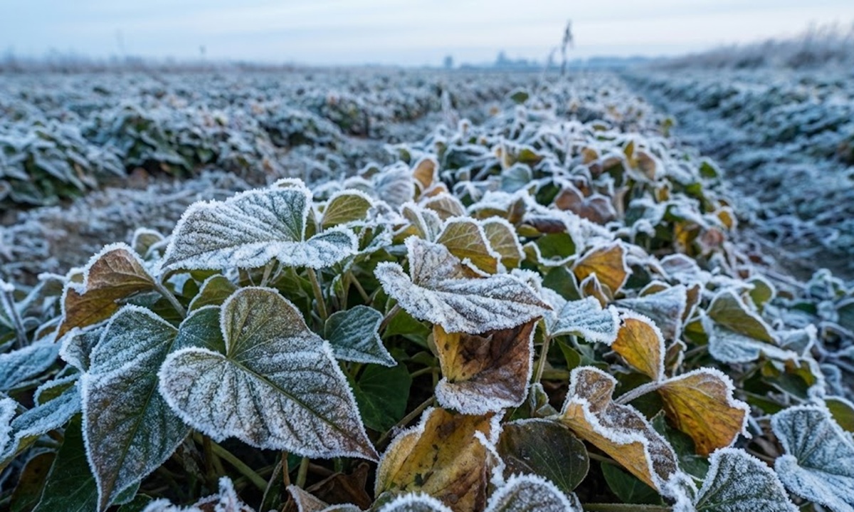 栽培者が迷う収穫時期の見極めと霜対策の重要性