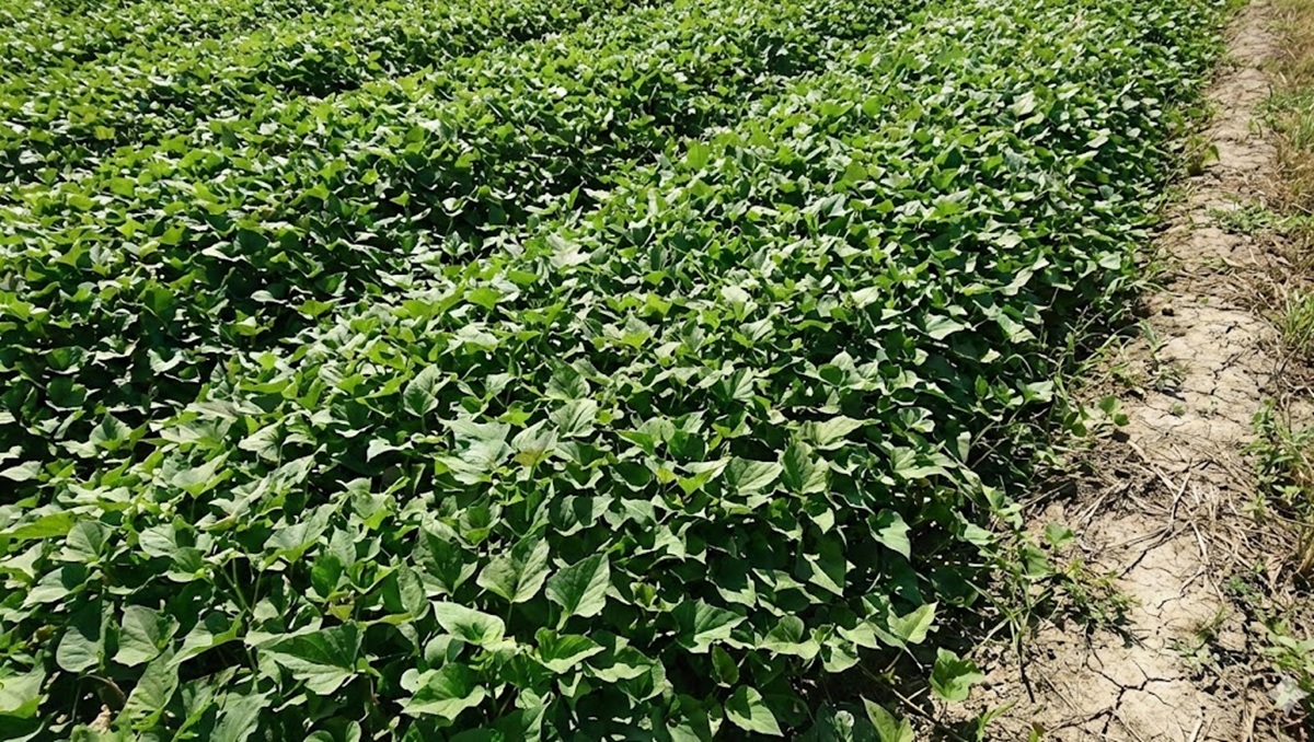 さつまいものつるぼけ対策と葉ばかり茂る原因