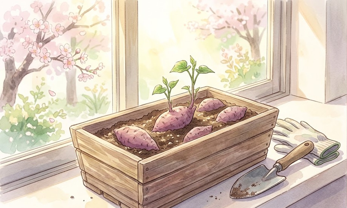 さつまいものの芽出しで失敗を防ぐための適切な時期と準備